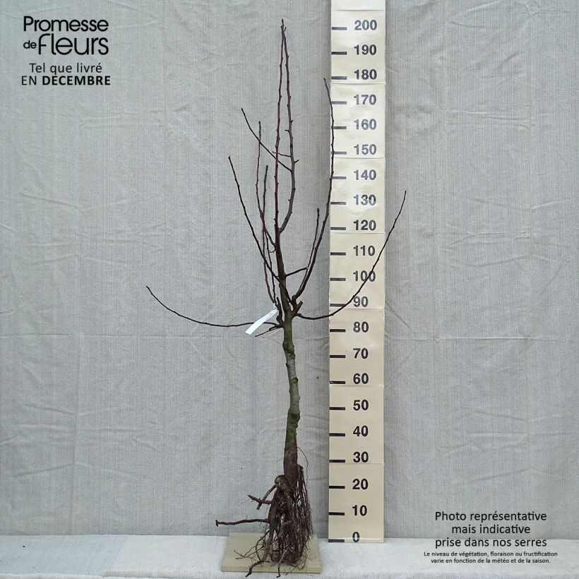 Pyrus communis Dubbele Philip - Pear Tree Bare root, GobletShipped height around 140/160cm sample as delivered in winter