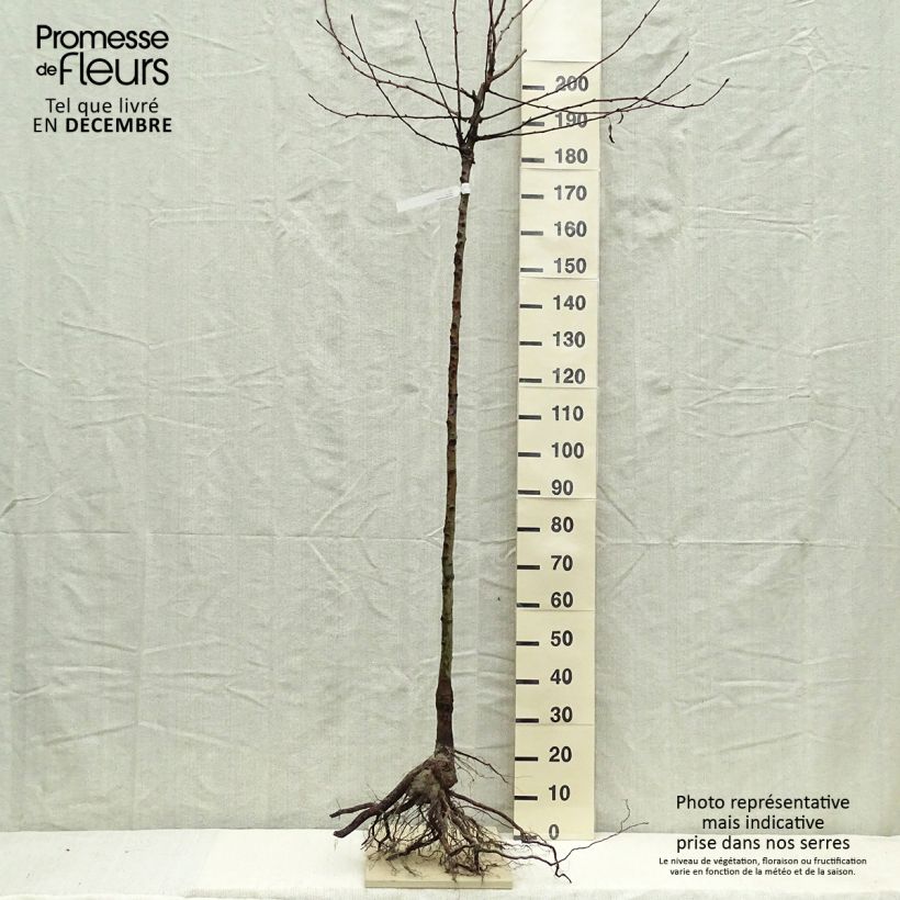 Pyrus communis Durondeau - Pear Tree sample as delivered in winter