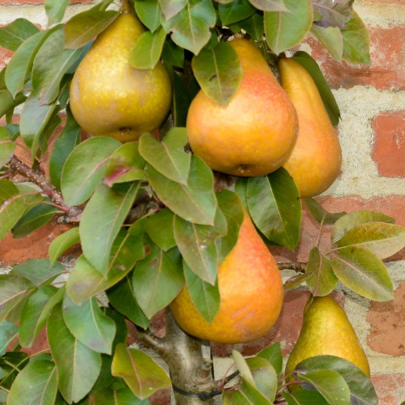 Pyrus communis Durondeau - Pear Tree (Harvest)