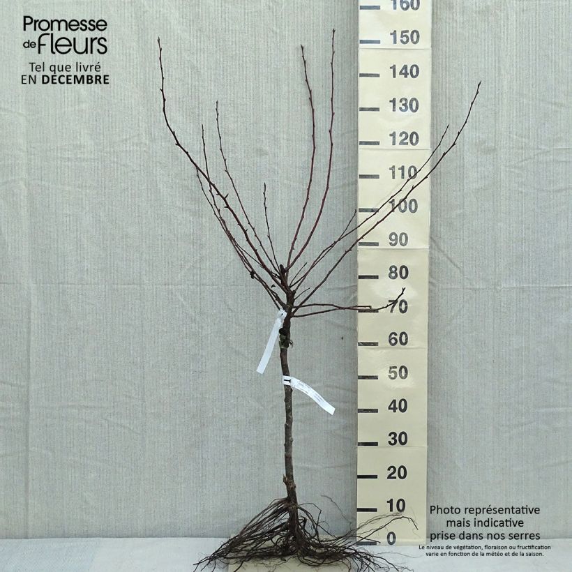 Pyrus communis Durondeau - Pear Tree Bare root, GobletShipped height around 140/160cm sample as delivered in winter