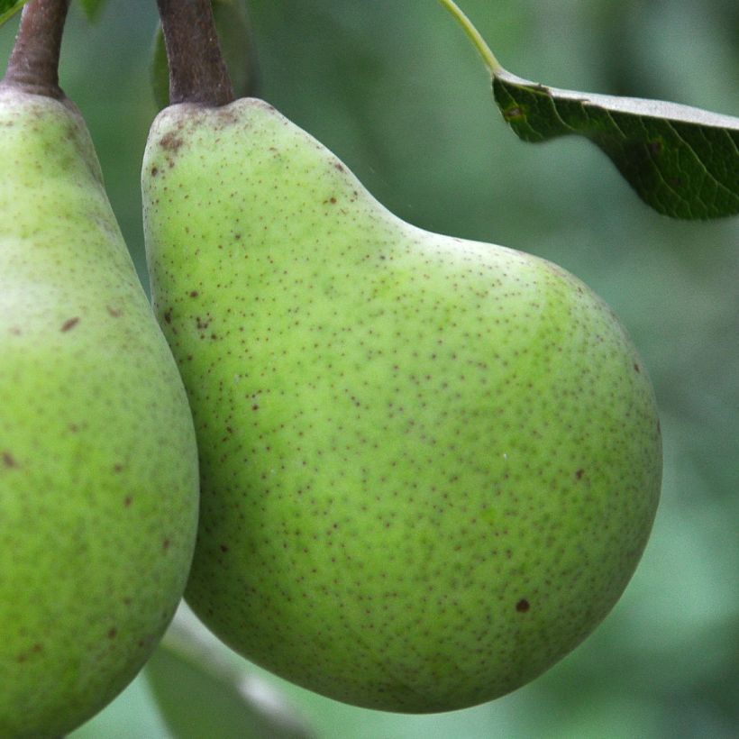 Pyrus communis Le Lectier - Pear Tree (Harvest)