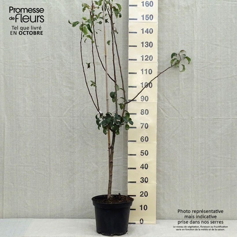 Poirier Louise Bonne d'Avranches Pot de 7,5L/10L sample as delivered in autumn