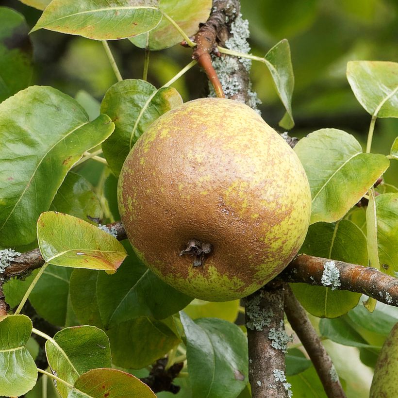 Pyrus communis Olivier De Serres - Pear Tree (Harvest)