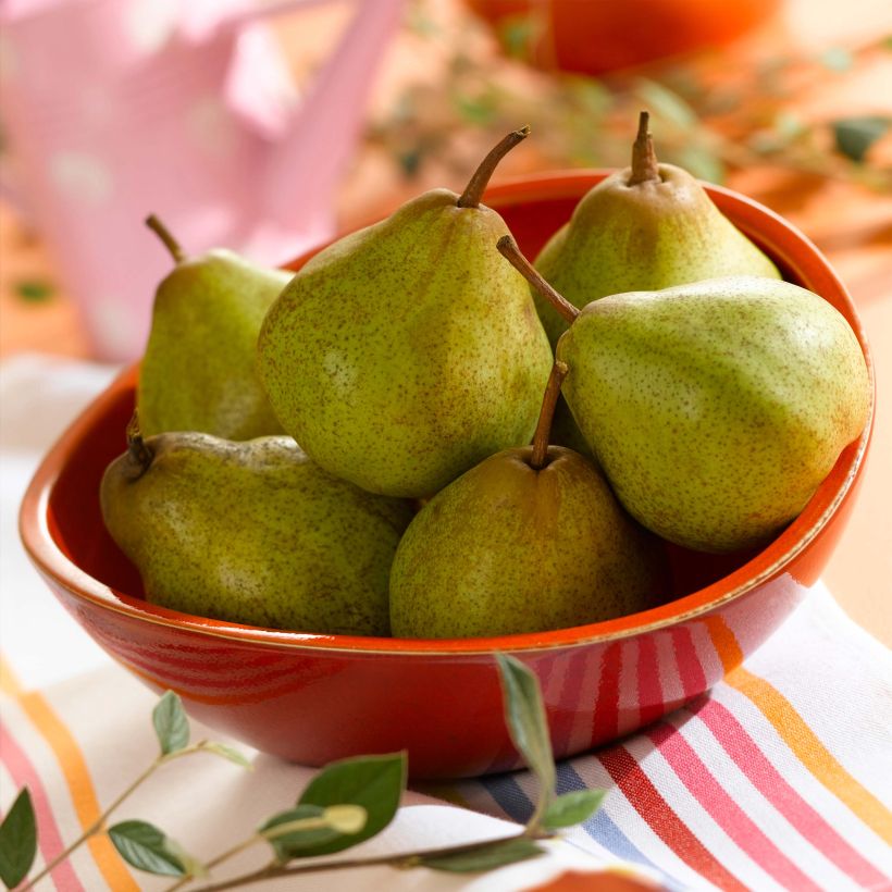 Pyrus communis Peradel - Pear Tree (Harvest)