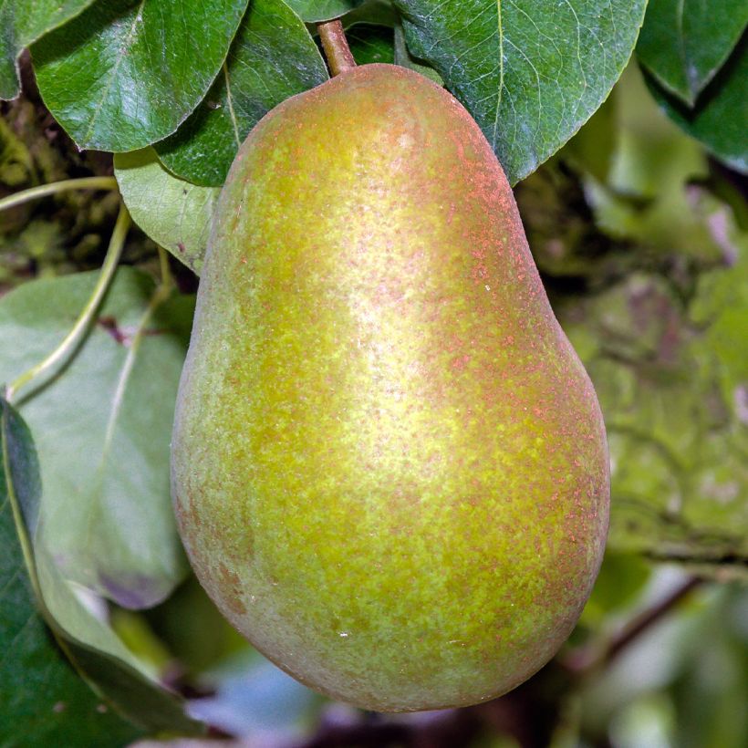 Pyrus communis Triomphe de Vienne - Pear Tree (Harvest)