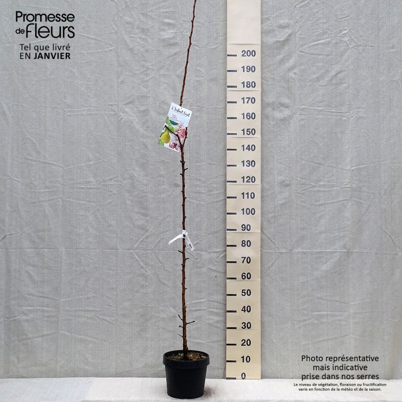 Poirier colonnaire Londres - Pyrus communis Pot de 7,5L/10L sample as delivered in winter