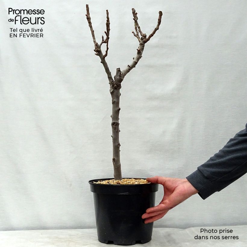 Poirier nain Garden Gem en pot de 6L/7L sample as delivered in winter