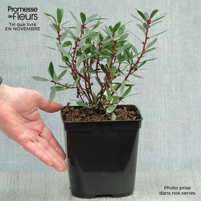 Poivre de Tasmanie - Drimys aromatica Pot de 2L/3L sample as delivered in autumn