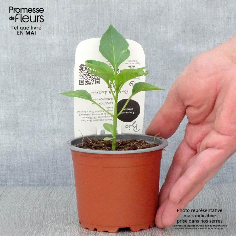 Poivron rouge Jericho F1 en plant Bio Pot de 10,5 cm sample as delivered in spring