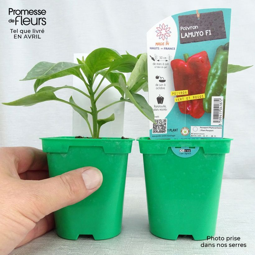 Poivron rouge Lamuyo F1 en pot de 10 cm sample as delivered in spring