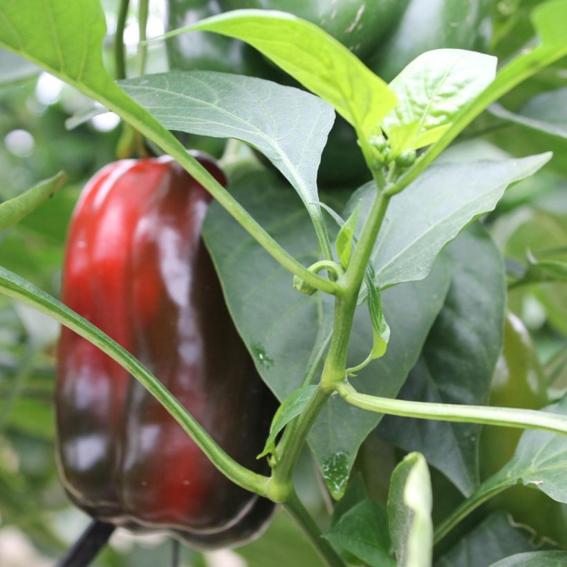 Grafted Lamuyo F1 Red Pepper plants - Capsicum annuum (Foliage)