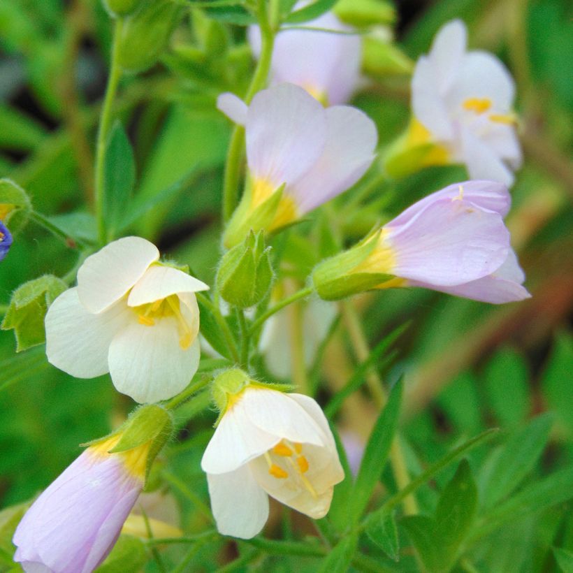 Polemonium carneum Apricot Delight (Flowering)