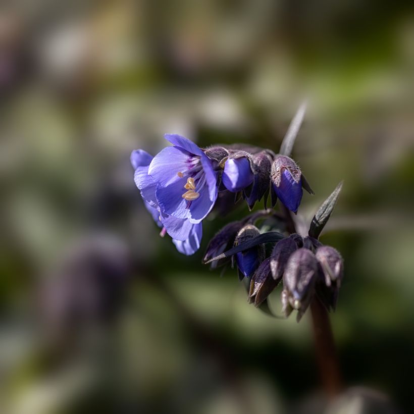 Polemonium reptans x yezoense Heaven Scent (Flowering)