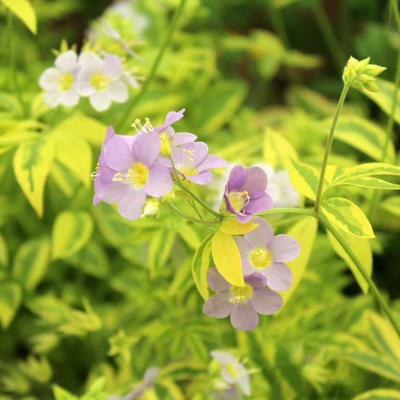 Polemonium pulcherrimum Golden Feathers (Flowering)