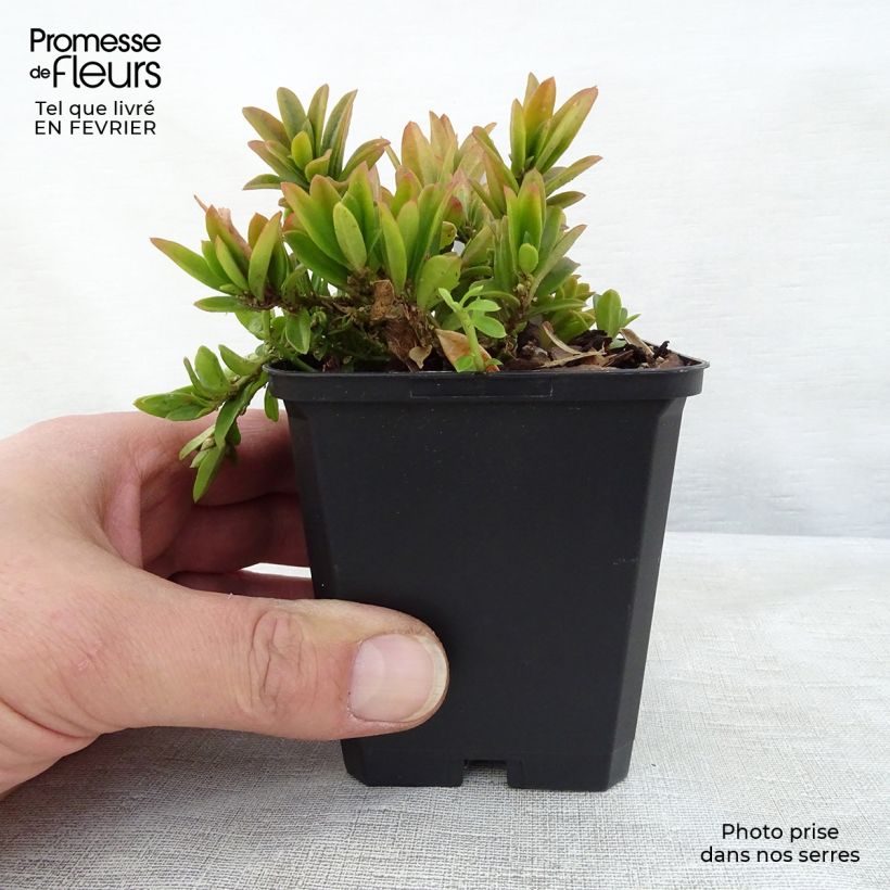 Polygala chamaebuxus Grandiflora - Faux buis Godet de 9cm sample as delivered in winter