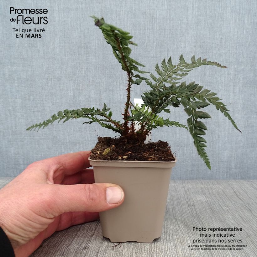 Polystichum Shiny Holy Fern - Fougère persistante Godet de 9cm sample as delivered in winter