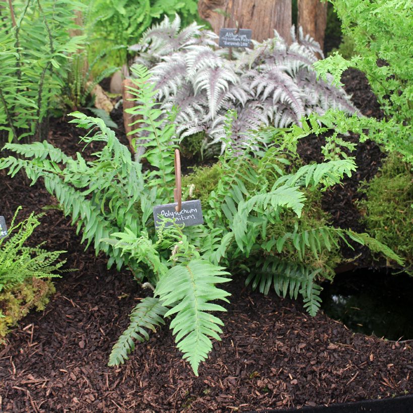 Polystichum munitum - Giant Holly Fern (Plant habit)