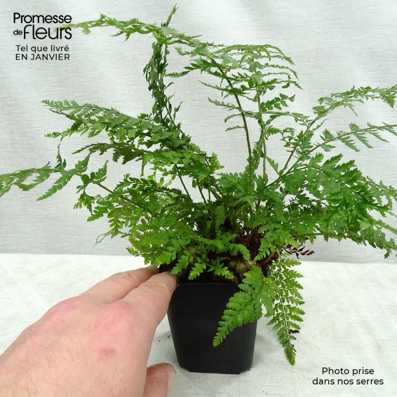 Polystichum setiferum Proliferum - Fougère Godet de 8/9 cm sample as delivered in winter