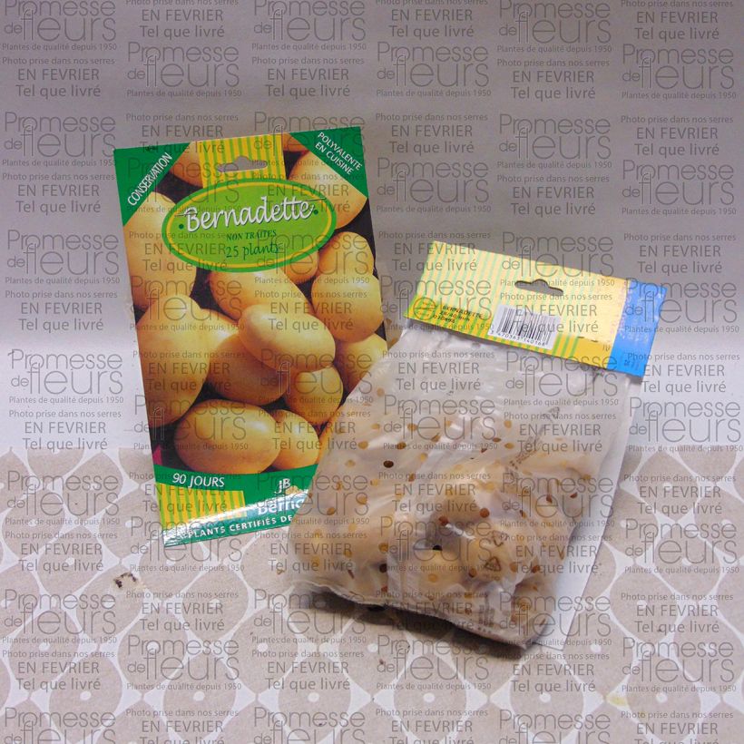 Example of Potatoes Bernadette Bag of 25 plants size 28/40 mm specimen as delivered