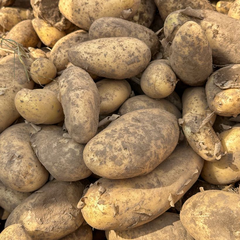 Potatoes Spunta (Harvest)