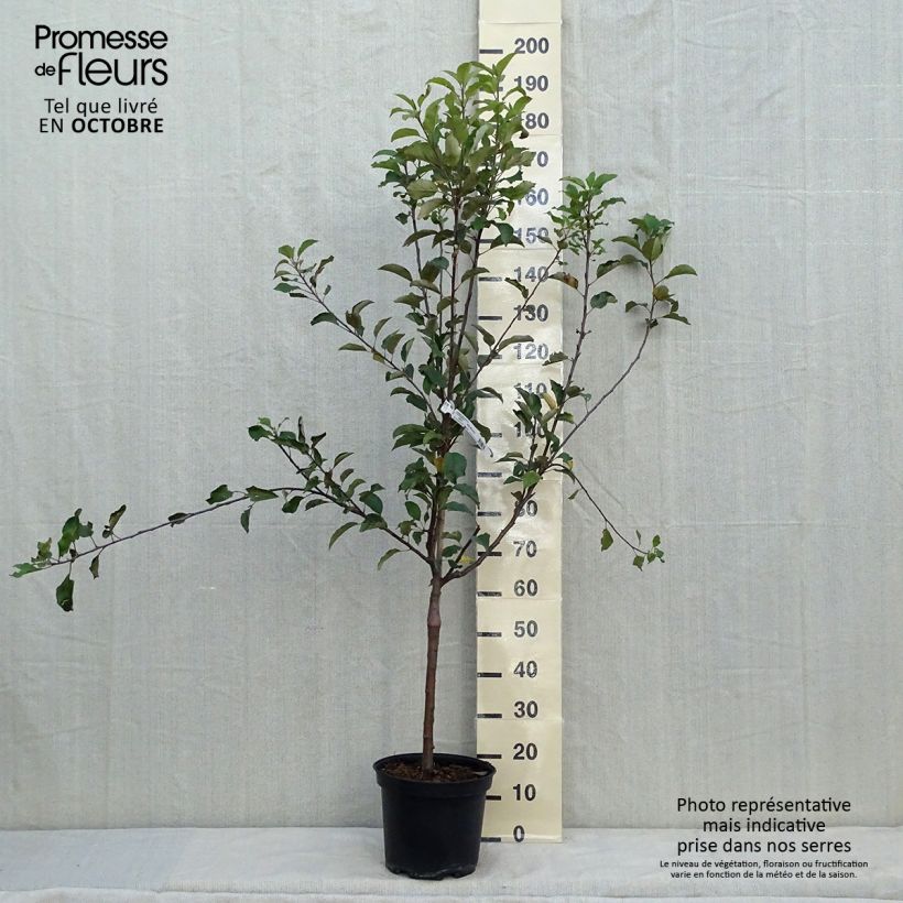 Pommier Antares Pot de 7,5L/10L sample as delivered in autumn