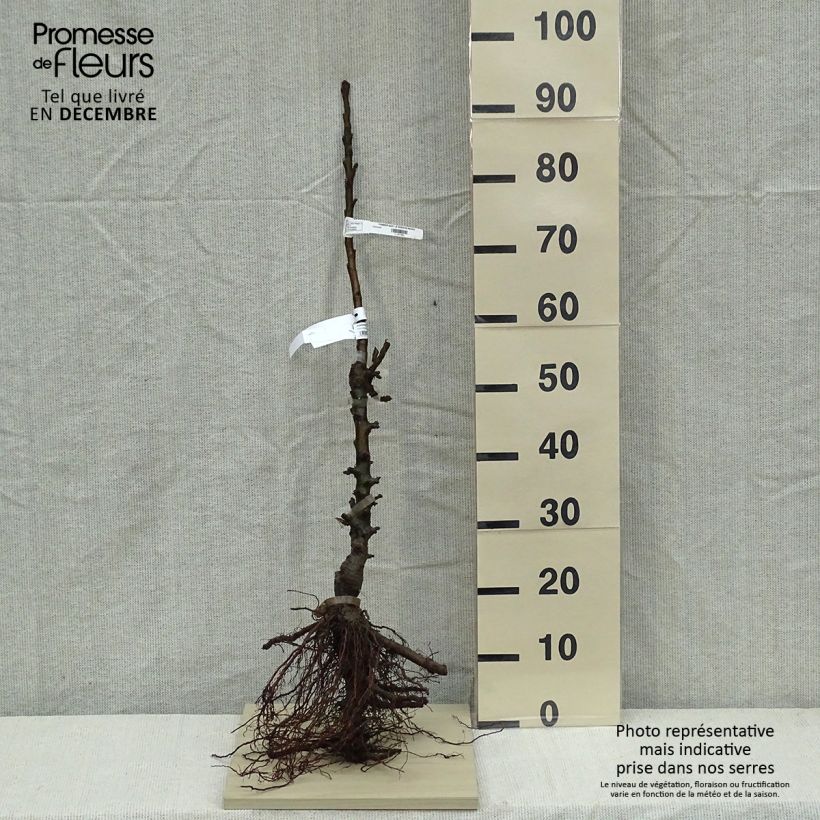 Columnar Apple Tree Azay-Le-Rideau - Malus domestica Bare root, ColumnarShipped height around 70/100cm sample as delivered in winter