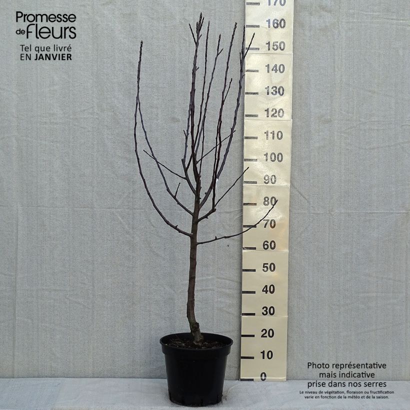 Pommier Cox Orange - Gobelet en pot de 10L sample as delivered in winter