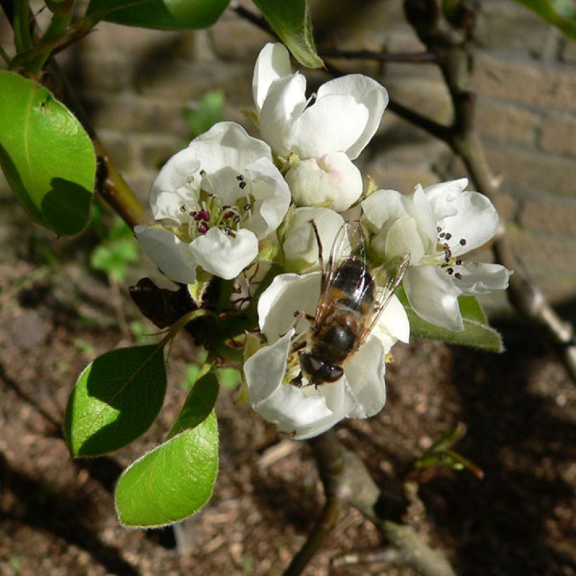 Apple Tree Elstar - Malus domestica (Flowering)