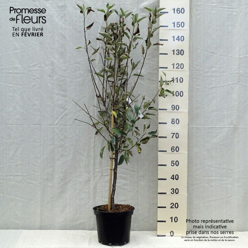 Pommier Elstar - Gobelet en pot de 10L sample as delivered in autumn