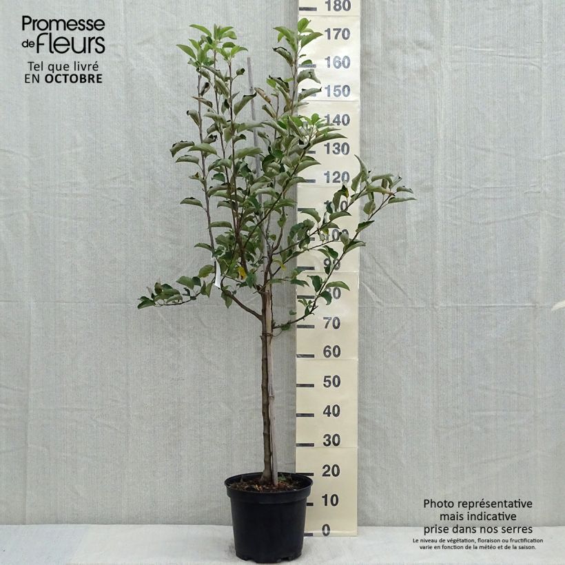 Pommier Golden Delicious - Gobelet en pot de 10L sample as delivered in autumn