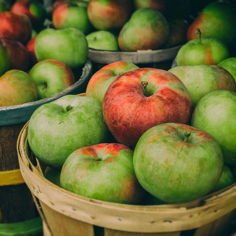 Apple Tree Jacques Lebel - Malus domestica (Harvest)