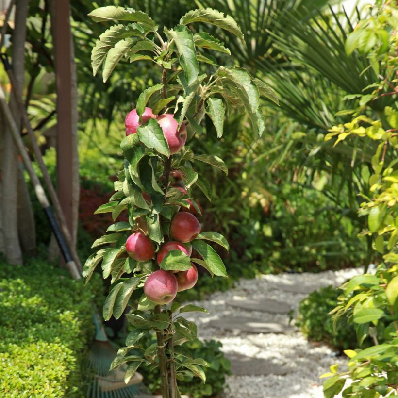 Malus Apollo - Crab Apple (Plant habit)