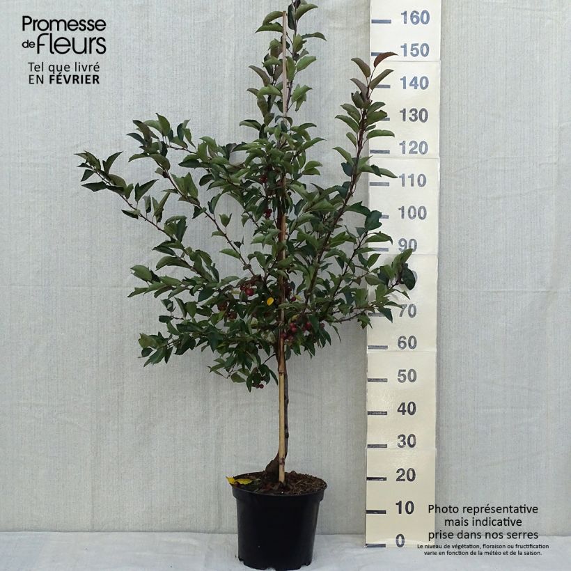 Pommier - Malus Diable Rouge Quenouille en pot de 7,5l/10l sample as delivered in autumn