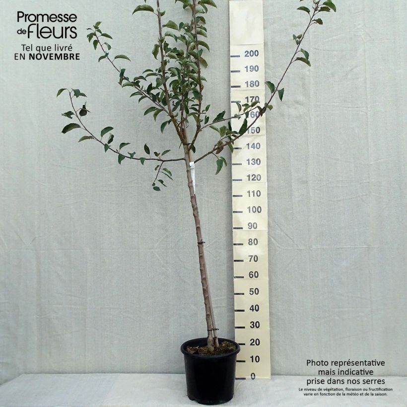 Pommier - Malus domestica Belchard Demi-tige en pot de 12l/15l sample as delivered in autumn