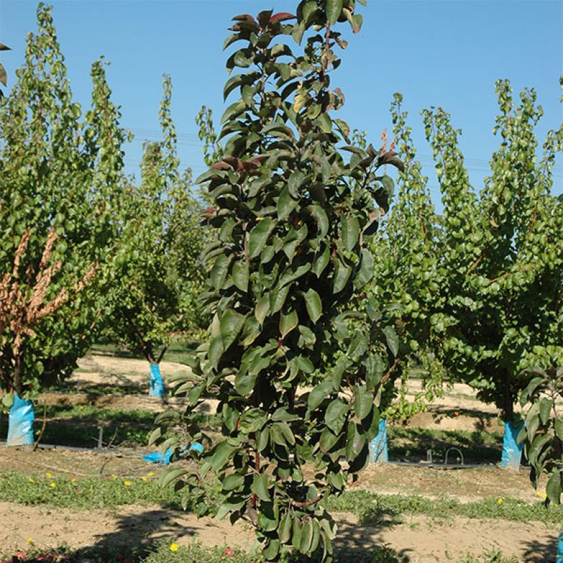 Columnar Apple Tree Ballerina Maypole - Malus domestica (Plant habit)