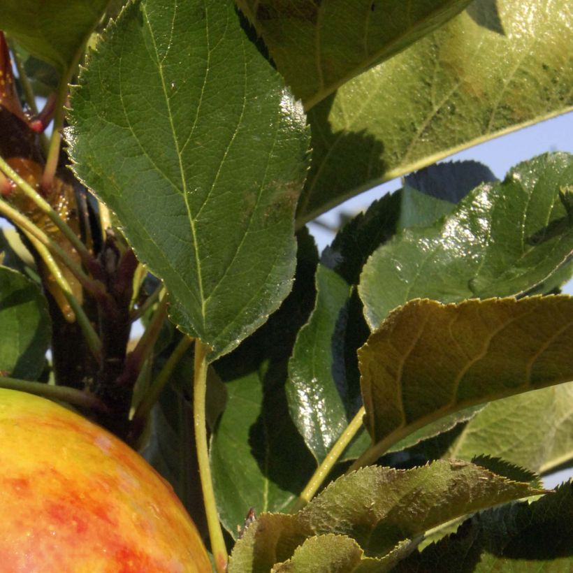 Columnar Apple Tree Rondo - Malus domestica (Foliage)