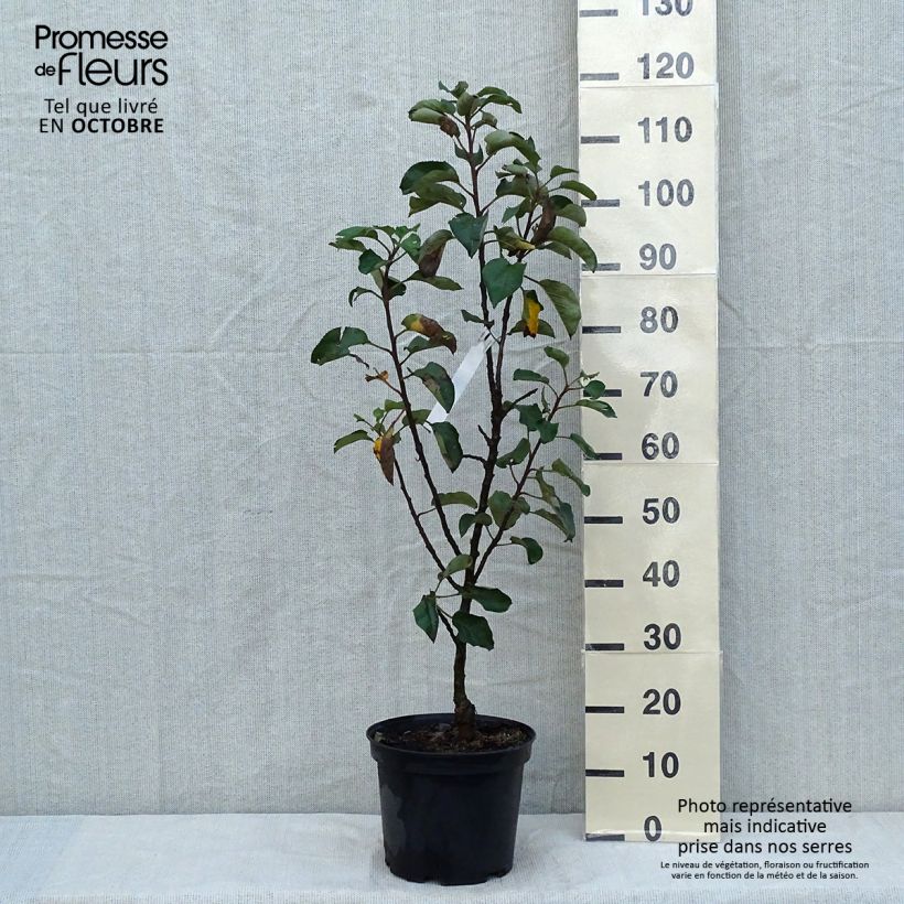 Pommier colonnaire Rondo Pot de 7L sample as delivered in autumn