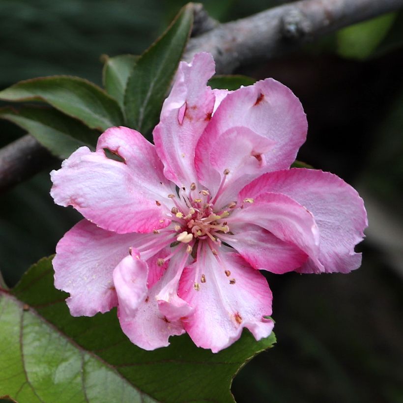 Malus purpureus Aldenhamensis - Crab Apple (Flowering)