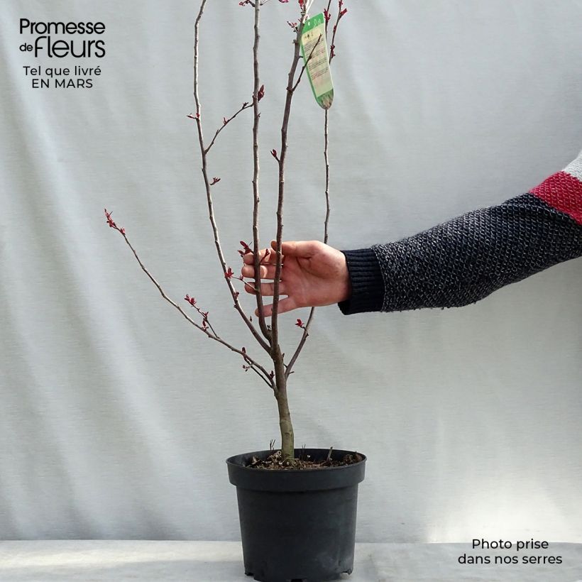 Pommier d'ornement - Malus Liset Pot de 7.5L/10/ sample as delivered in winter