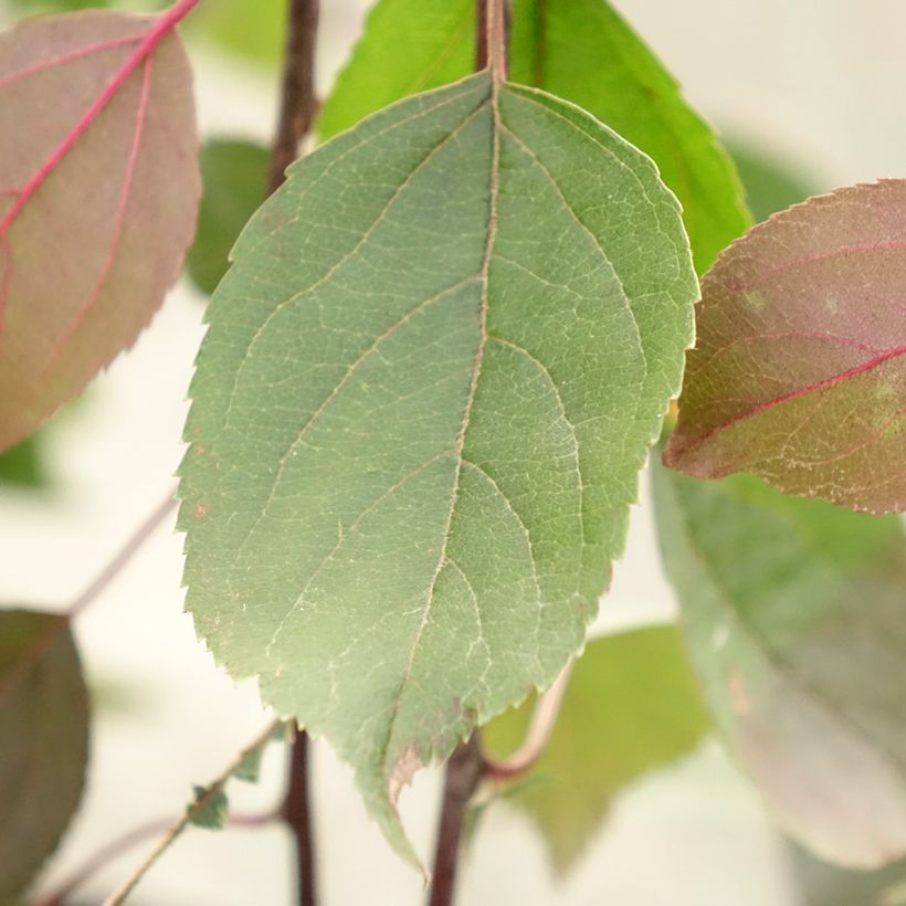 Malus Royal Beauty - Crab Apple (Foliage)