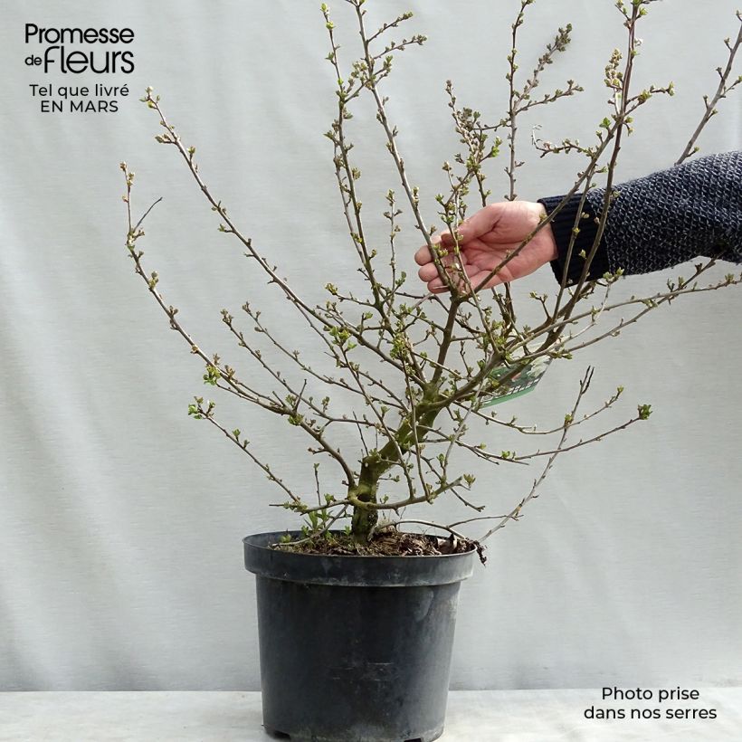 Pommier d'ornement - Malus toringo Tina Pot de 7,5L/10L sample as delivered in winter