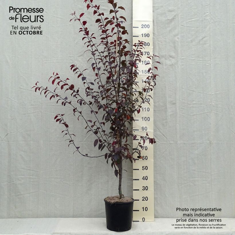 Pommier d'ornement - Malus Coccinella Courtarou Pot de 12L/15L sample as delivered in autumn