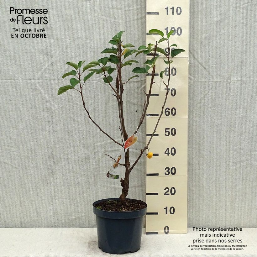 Pommier d'ornement - Malus Golden Hornet en pot de 5L  sample as delivered in autumn