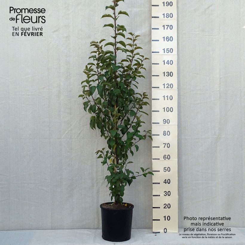 Pommier d'ornement - Malus Perpetu Evereste en pot de 7L Touffe sample as delivered in autumn