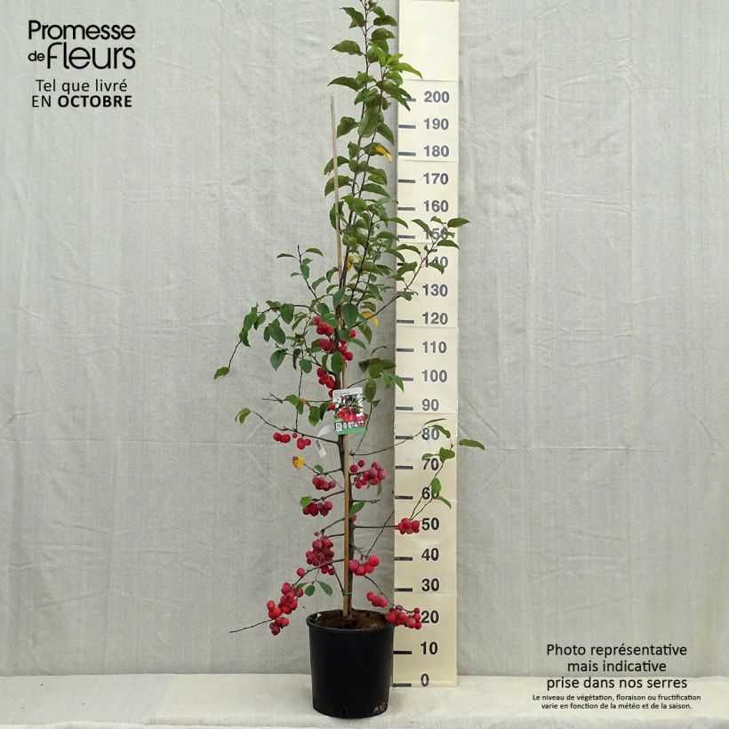 Pommier d'ornement - Malus Red Sentinel 125/150 cm en pot de 12L sample as delivered in autumn