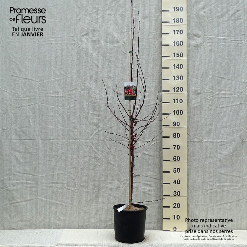 Pommier d'ornement - Malus Sugar Tyme Pot de 12L/15L sample as delivered in winter