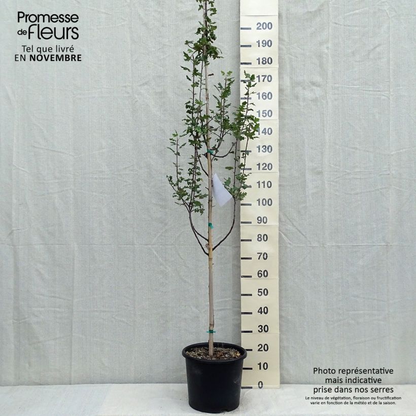 Pommier trilobé - Malus trilobata Pot de 12L/15L sample as delivered in autumn