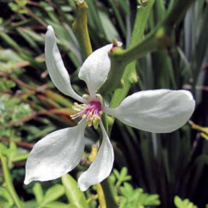 Poncirus trifoliata (Flowering)