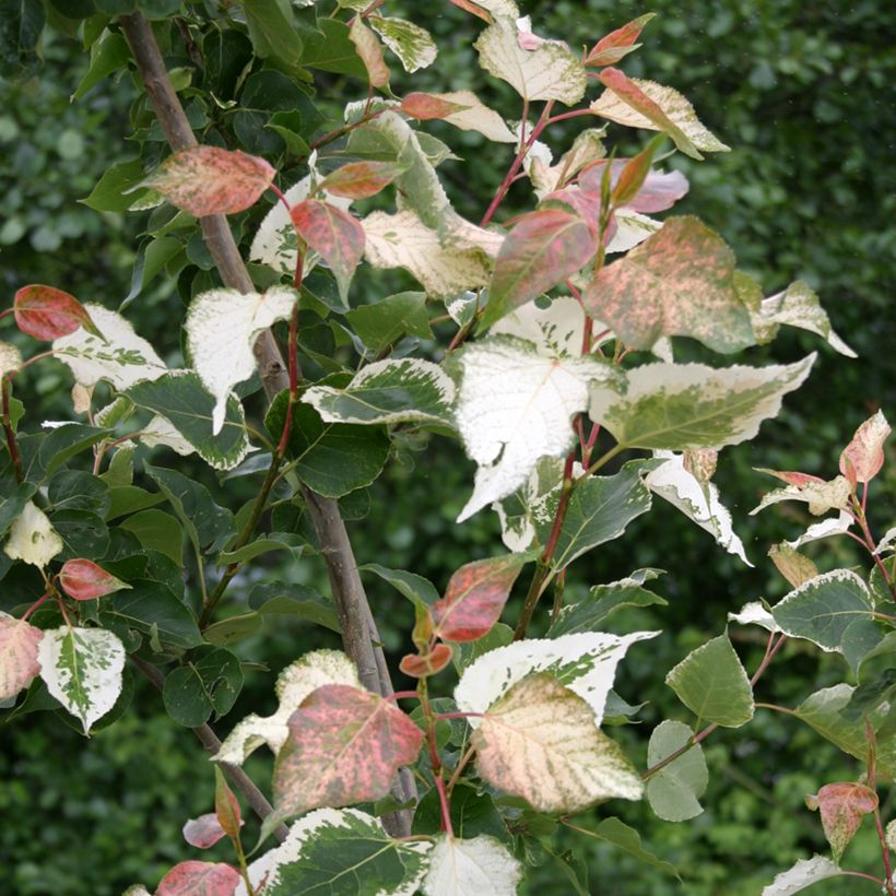 Populus x candicans Aurora - Balm of Gilead (Foliage)