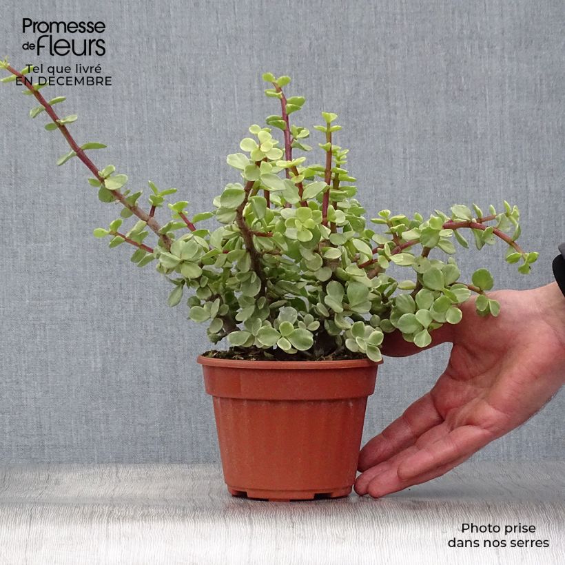 Portulacaria afra Variegata Pot de 13 cm sample as delivered in winter